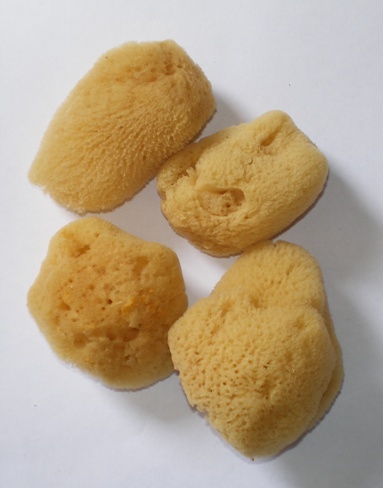 sponges